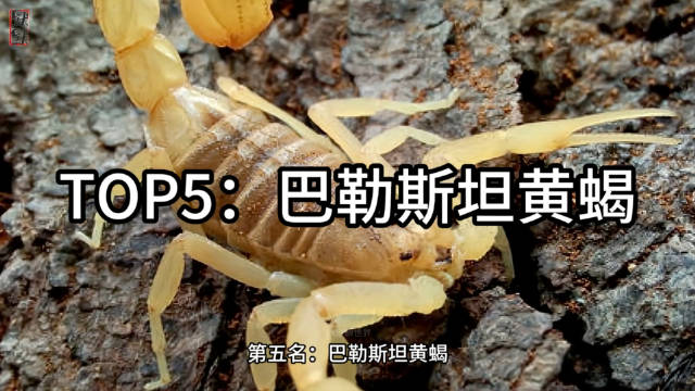 18巴勒斯坦黄蝎：沙漠中的毒蝎，毒液含强效神经毒素，可引发心律失常等症状