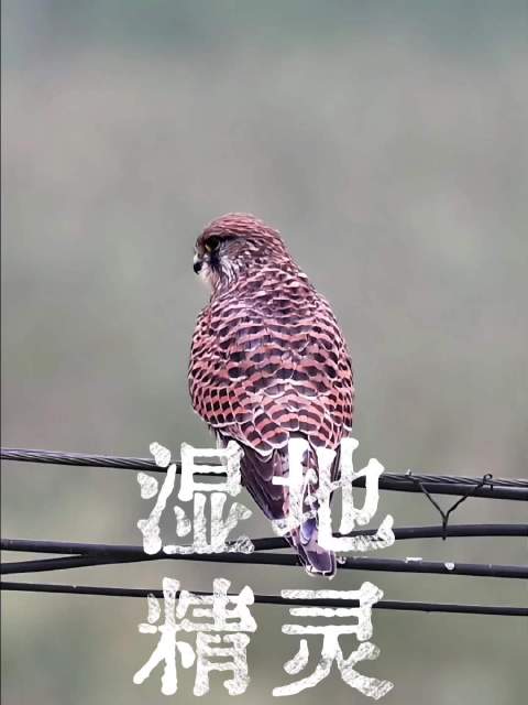 猛禽红隼是合肥留鸟