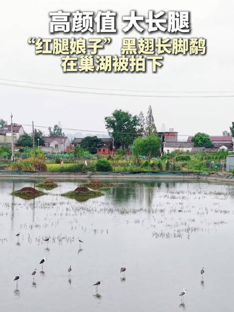 在合肥拍到红腿娘子