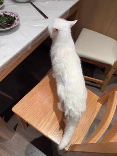 papi家的大咪回喵星