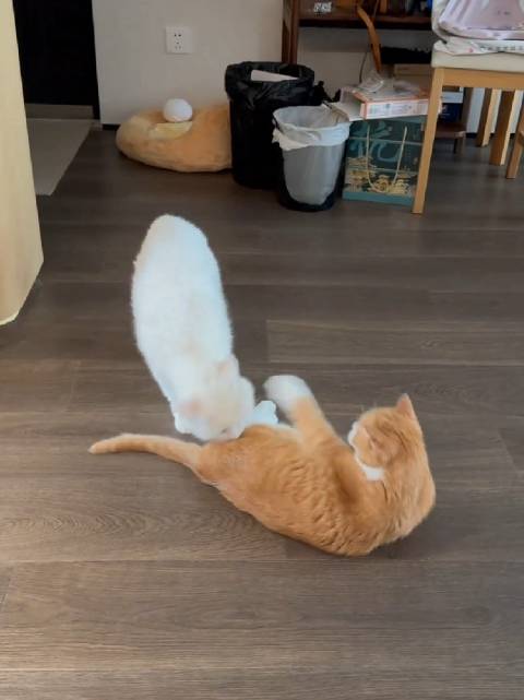 papi酱爱猫大咪去世，享年18岁