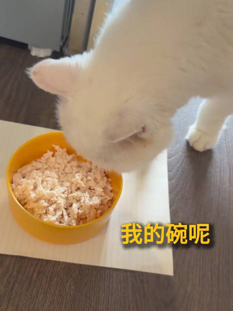 大咪是很多网友的赛博小猫