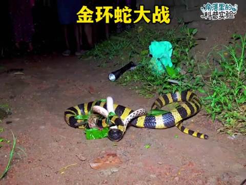 眼镜蛇居然和剧毒无比的金环蛇疯狂干架，谁会被对方的毒液给毒死！