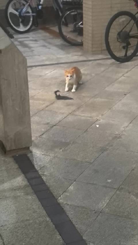 小区喵星人大战蝙蝠侠