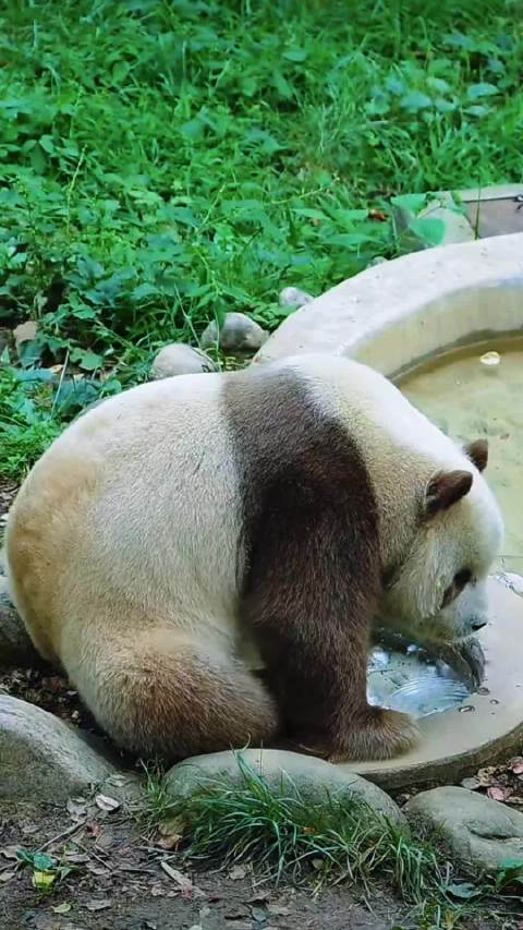 仔仔的喝水方式与众不同 喝完水 找个地方倒头就睡