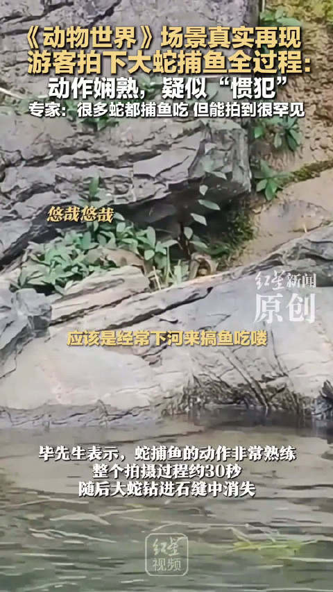 《动物世界》场景真实再现 游客拍下大蛇捕鱼全过程： 动作娴熟…