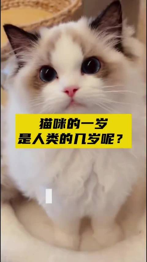 papi酱家网红白猫大咪18岁离世，相当于人类88岁