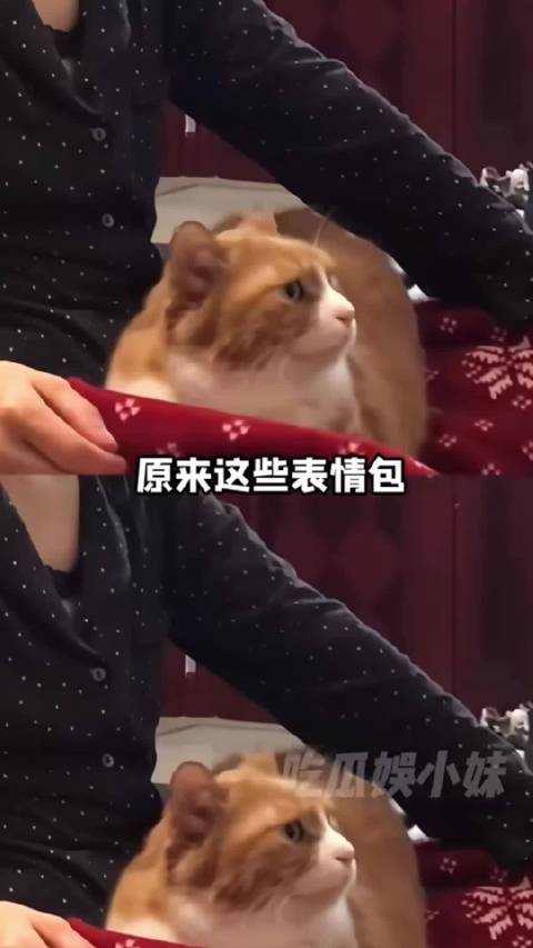 papi家大咪大名叫胡德正