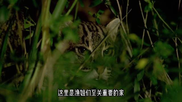 动物世界 鱼猫 6.6