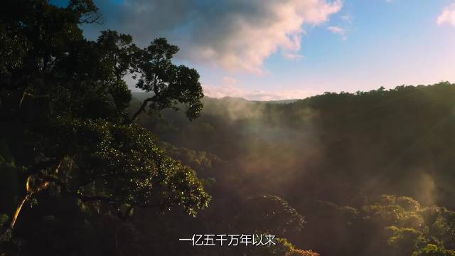 马达加斯加与世隔绝数千万年，进化出全球独有的奇异生灵