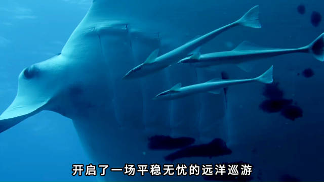 䲟鱼头顶吸盘搭便车，蹭鲨鱼海龟食物，顺带清理寄生虫