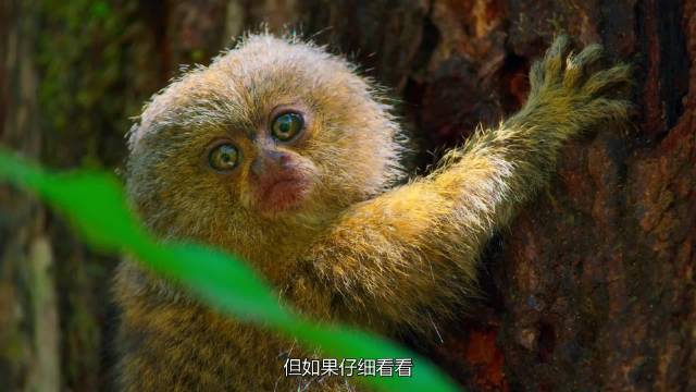 前往马达加斯加，探索雨林小生物必须掌握的非凡生存超能力