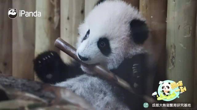 熊猫宝宝躺着吃笋太萌了