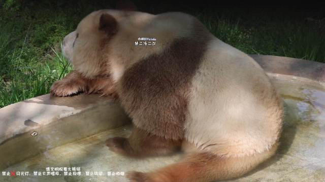 一锅晶莹剔透的仔仔汤