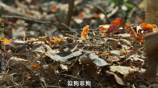 马达加斯加特有物种马岛獴，交配时长可达数小时，雄性为求偶在树下排队等候…