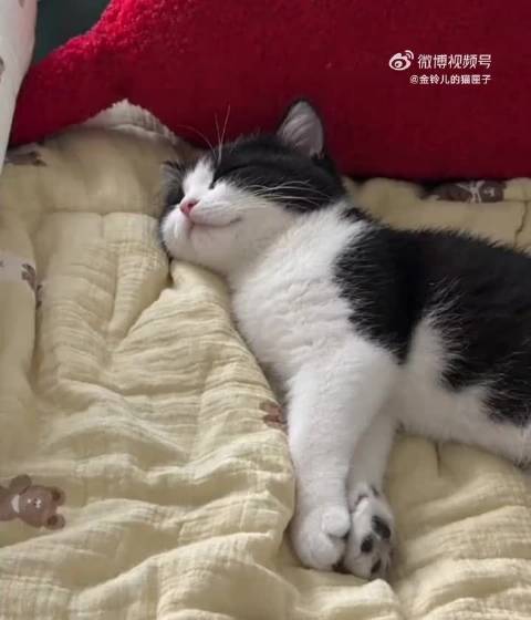 看许凯的间隙，再看看小猫，哎呀，许凯和小猫都是萌物啊