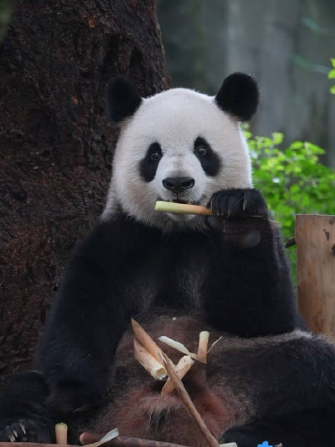 奶爸收拾隔壁院子，大熊猫川仔竖耳偷听