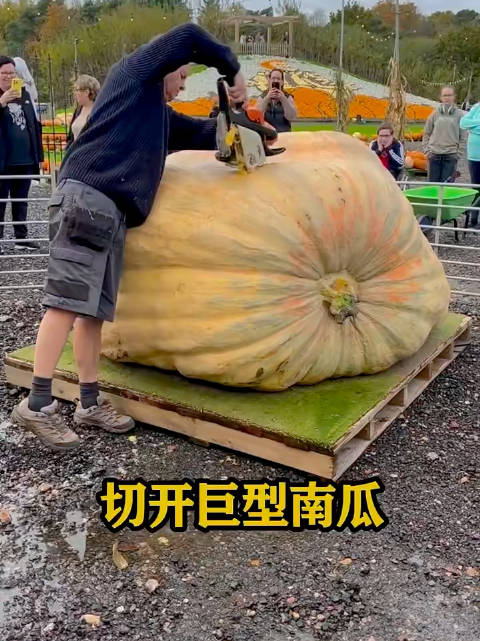 原来憨豆先生里面的种瓜比赛是真的！