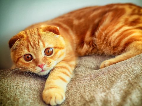 2026 国产猫粮怎么选?十款国产猫粮横评与长期喂养指南 2026 国产猫粮怎么选?十款国产猫粮横评与长期喂养指南