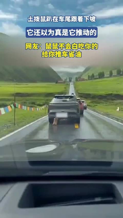 土拨鼠趴在车尾跟着汽车下坡，它还以为真是它推动的…