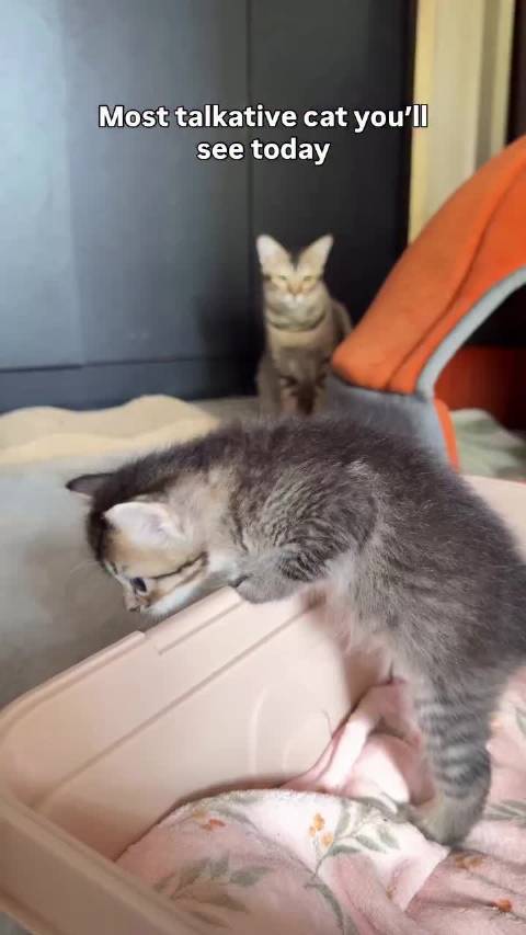 温柔的猫妈妈根本阻挡不了小猫越狱
