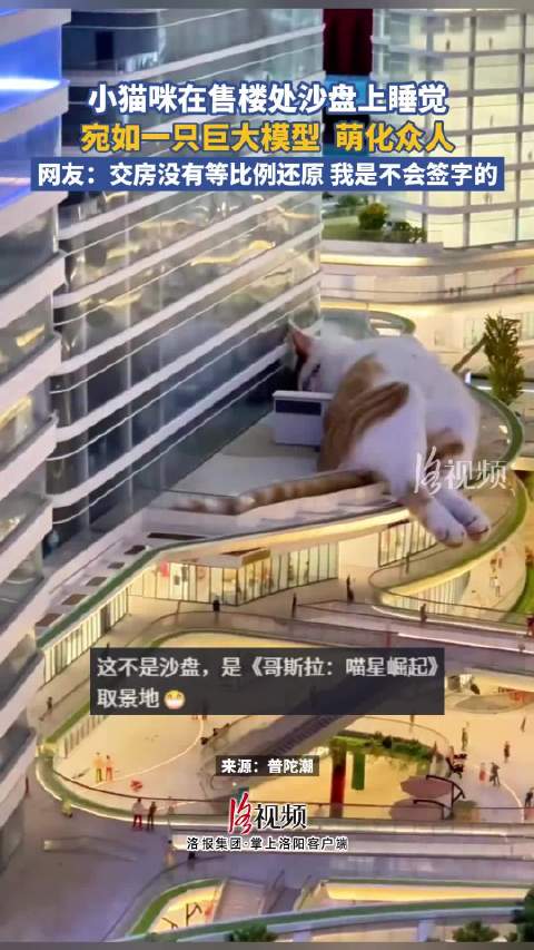 小猫躺售楼处沙盘睡觉幻视大怪兽