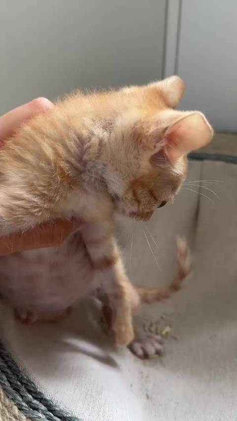 小奶猫肚子鼓鼓并非肥胖，可能因饱食或原始袋