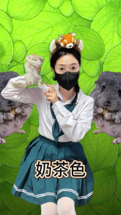 奶茶色的龙猫见过吗？