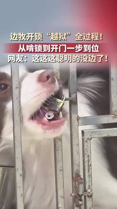 边牧啃锁开门成功越狱