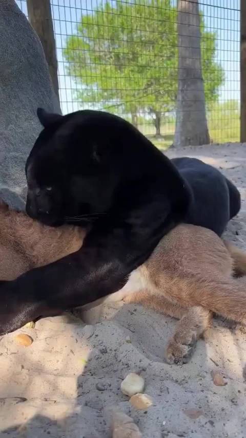 猞猁在黑豹面前真成猫了