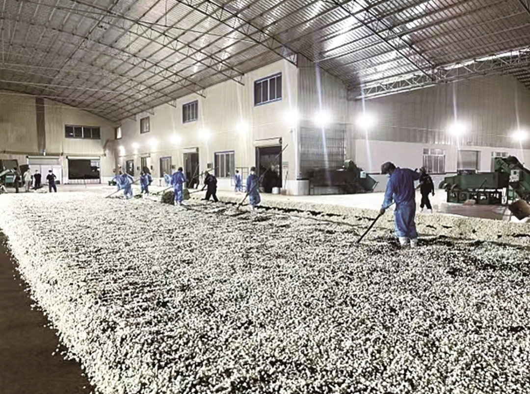 从一粒种子到一朵茉莉花：工行普惠金融的温度