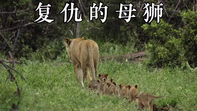 这是一场被背叛、被驱逐，被踩进泥里的复仇