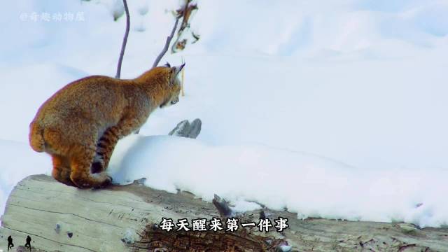短尾猫：起床第一件事就是睡觉 一代人有一代人的动物世界