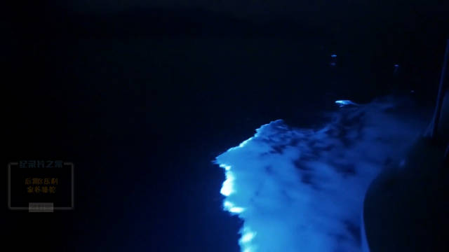 发光海潮与海豚 Glowing Tides & Dolphins 纪录片品鉴团