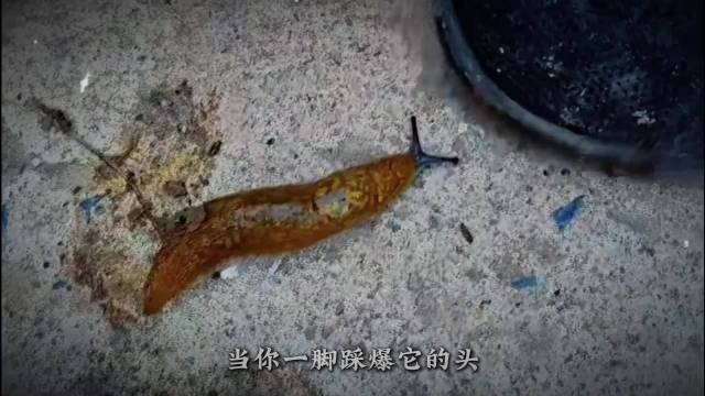 鼻涕虫别乱踩，错误处理易染寄生虫