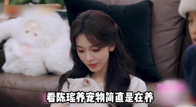 陈瑶家银渐层成梦中情猫，宠随正主被具象化