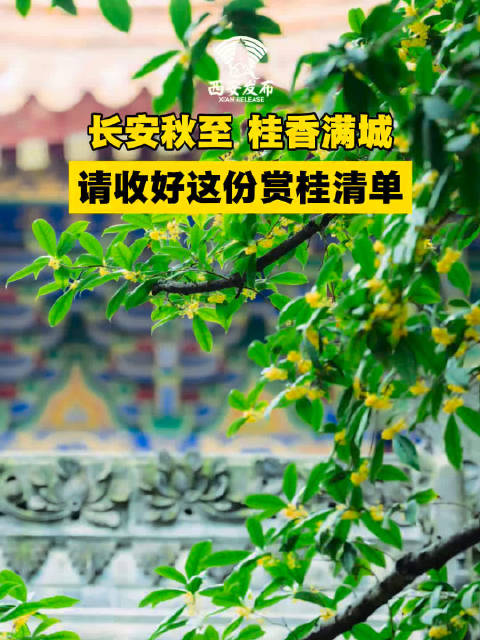 西安的秋日被桂香承包了