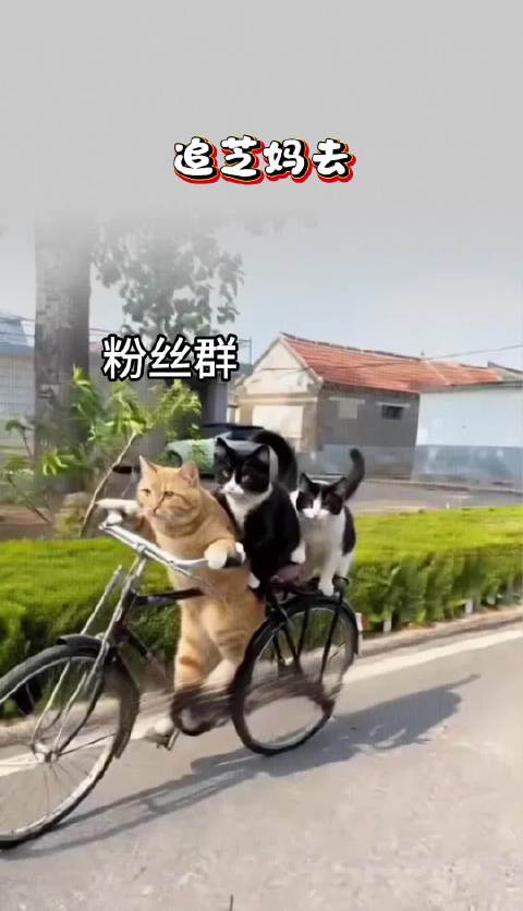 估计追不上了这次