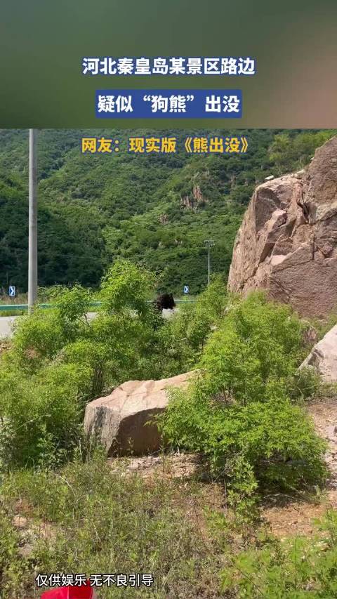 河北秦皇岛某景区路边疑似“狗熊”出没，现实版《熊出没》！