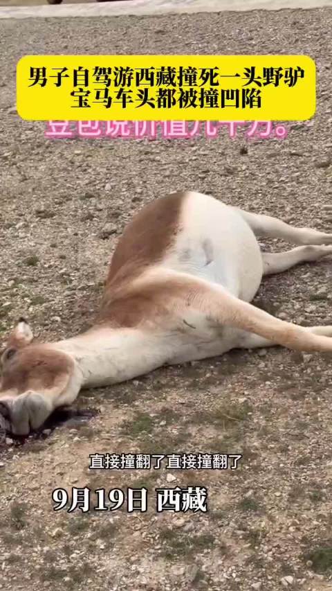 男子自驾游西藏撞死一头藏野驴，宝马车车头都被撞凹陷！