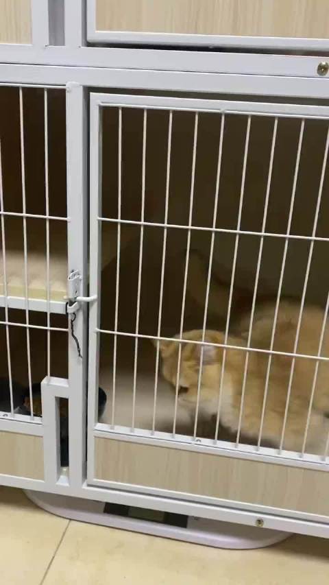 小猫反复研究笼门锁扣，成功越狱