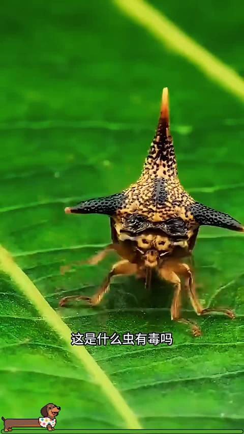 大开眼界！你见过会喷高温毒液的屁步甲虫吗？…