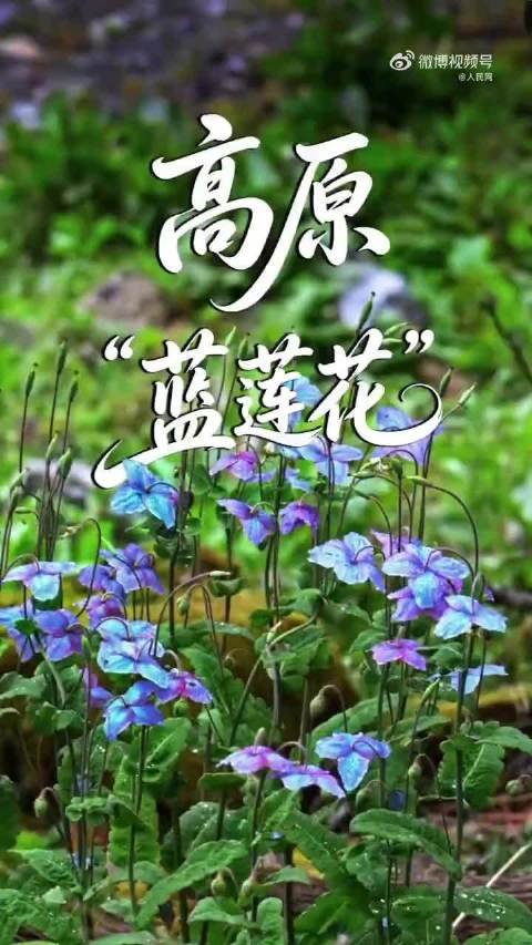 高原上的蓝莲花有多惊艳
