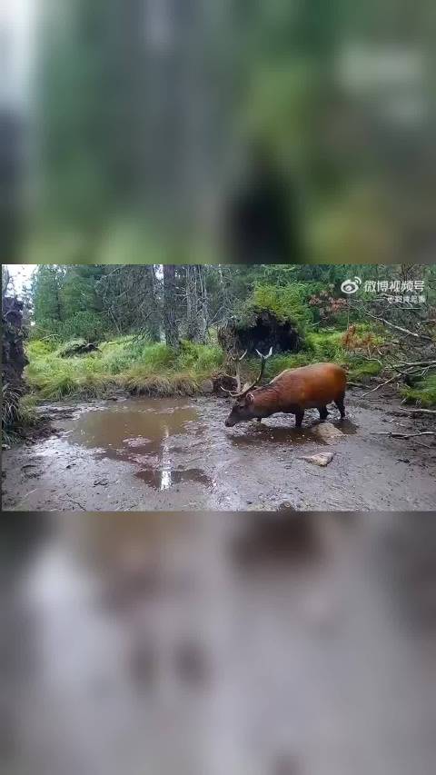 这就是在野外，它们如何摆脱蜱虫和寄生虫的！