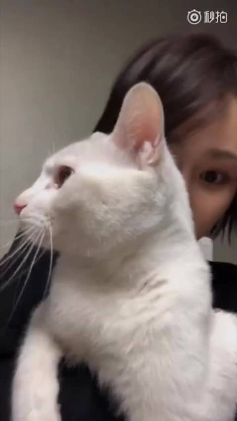 阿玛尼芍药