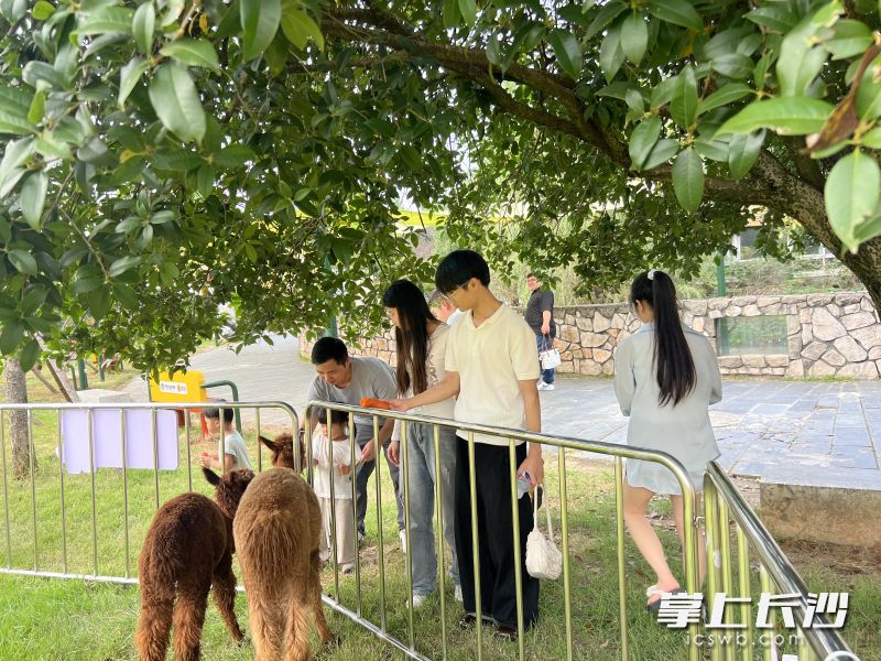 羊驼、小香猪可撸可玩可拍，长沙生态动物园双节活动等你来嗨
