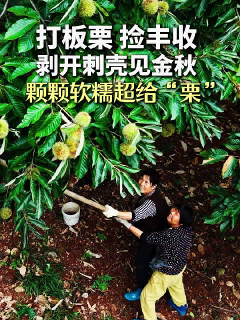 合肥人开始打板栗了