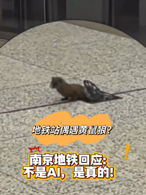 南京地铁站内现黄鼠狼，回应已整改地漏