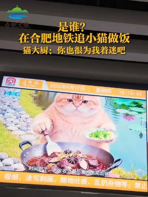在合肥地铁追小猫做饭连续剧！