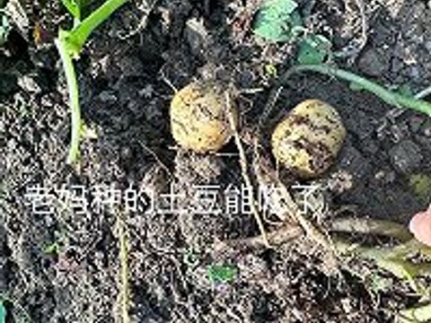 红烧肉排骨炖土豆 好吃到爆 土豆粉粉糯糯 排骨软烂入味 红烧肉排骨炖土豆 好吃到爆 土豆粉粉糯糯 排骨软烂入味